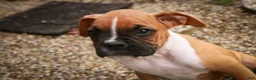 Boxer dogs for sale: Arlo - Ad 2