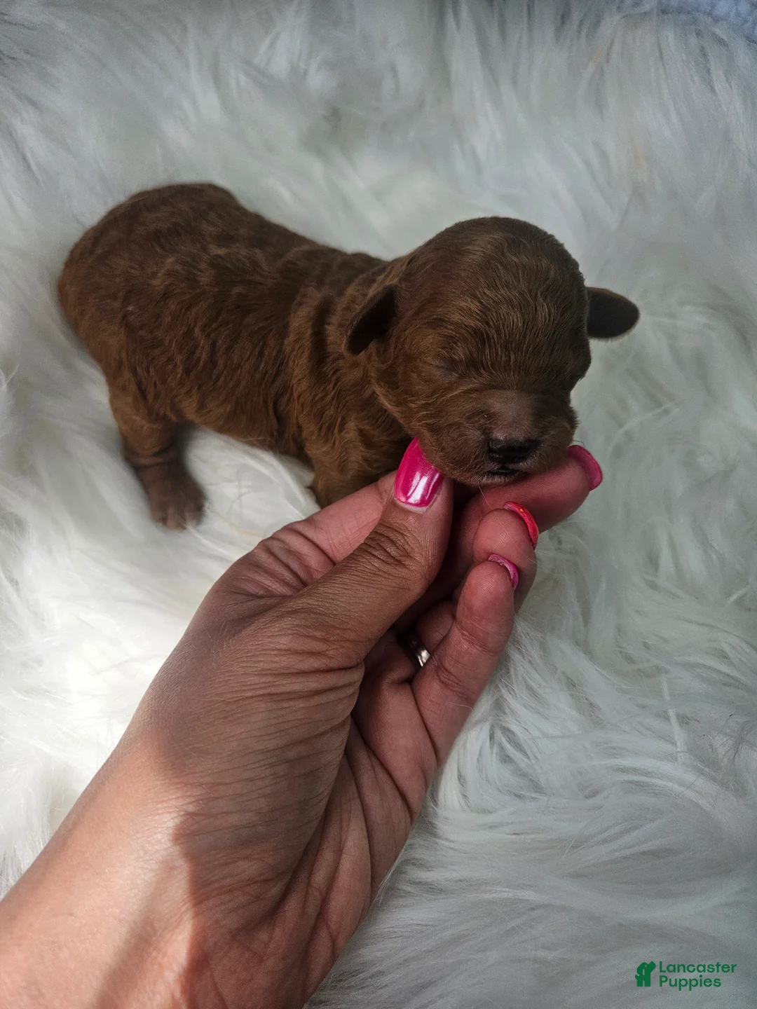 Cavapoo dogs for sale: Sandy - Ad 1