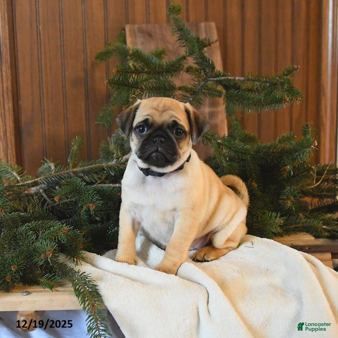 Mixed Breed dogs for sale: Oakley - Ad 2