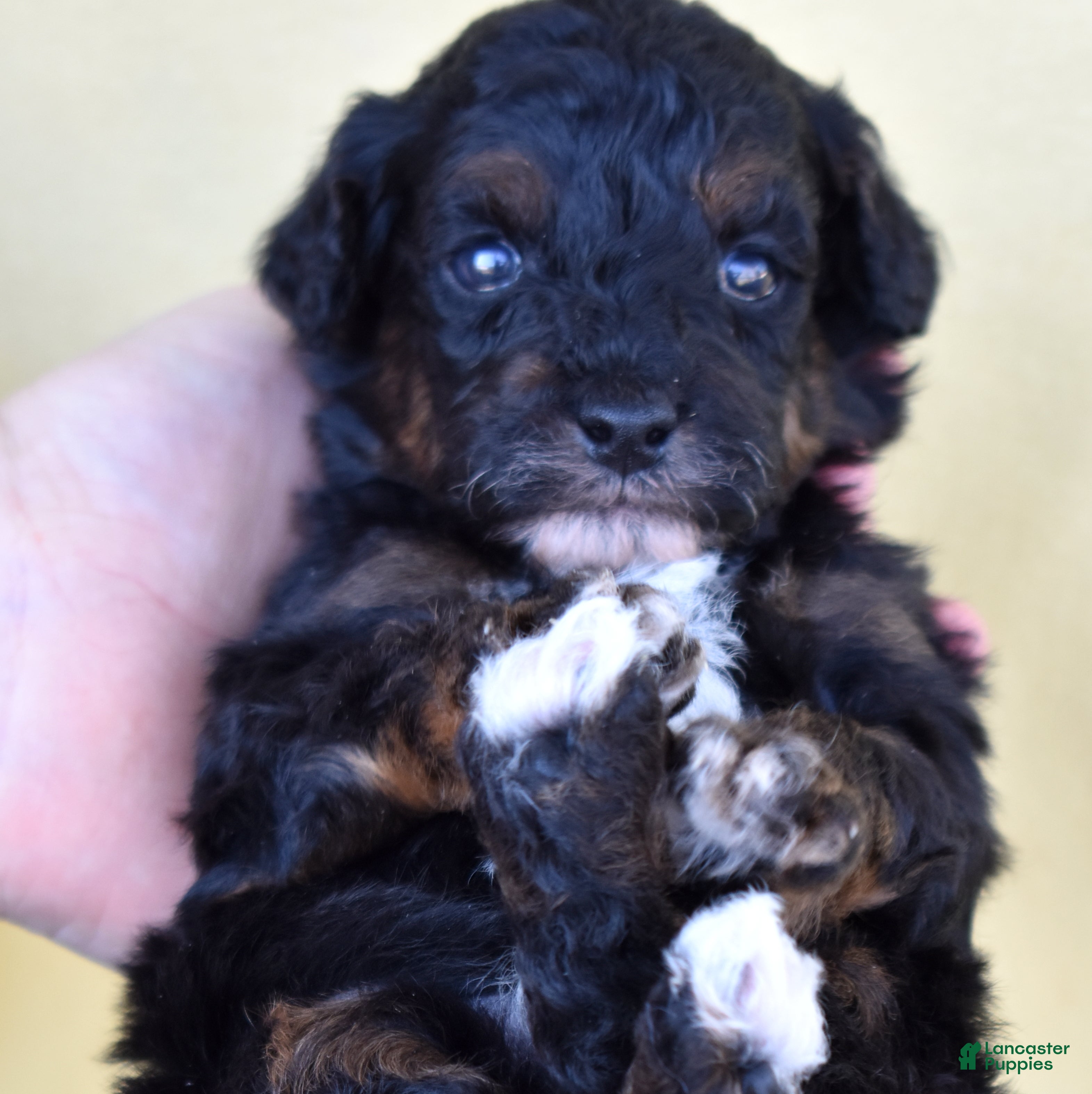 Miniature Poodle dogs Jasper  - Ad 1