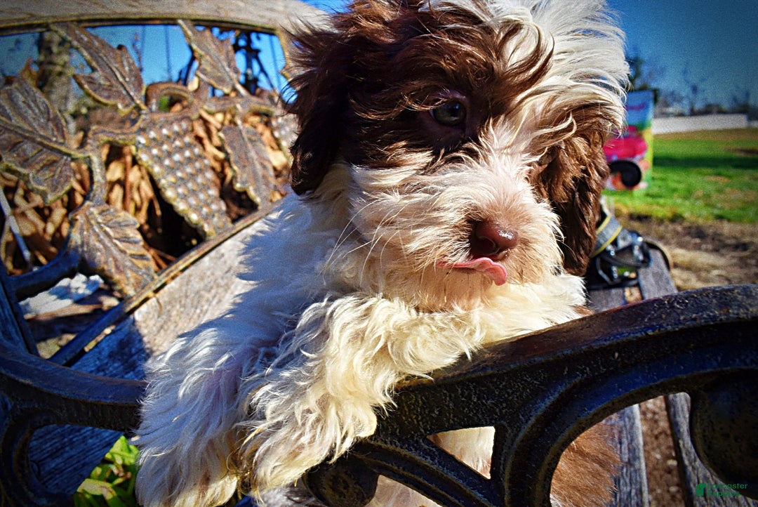 Havapoo dogs for sale: Simba - Ad 27