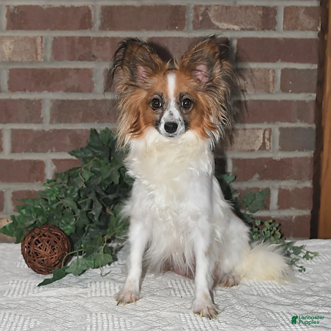 Papillon dogs for sale: Darcy - Ad 6