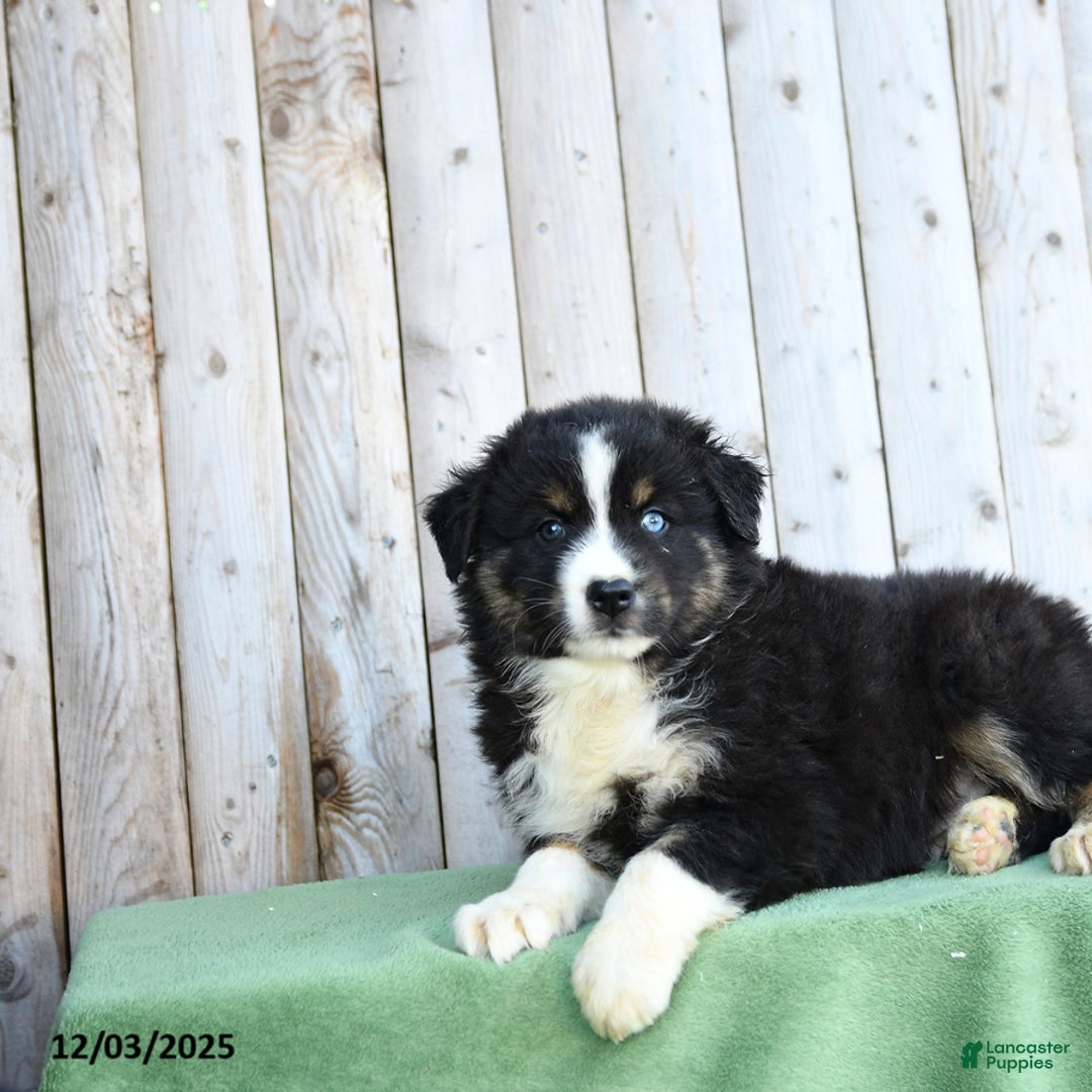 Australian Shepherd dogs for sale: Dwayne - Ad 2