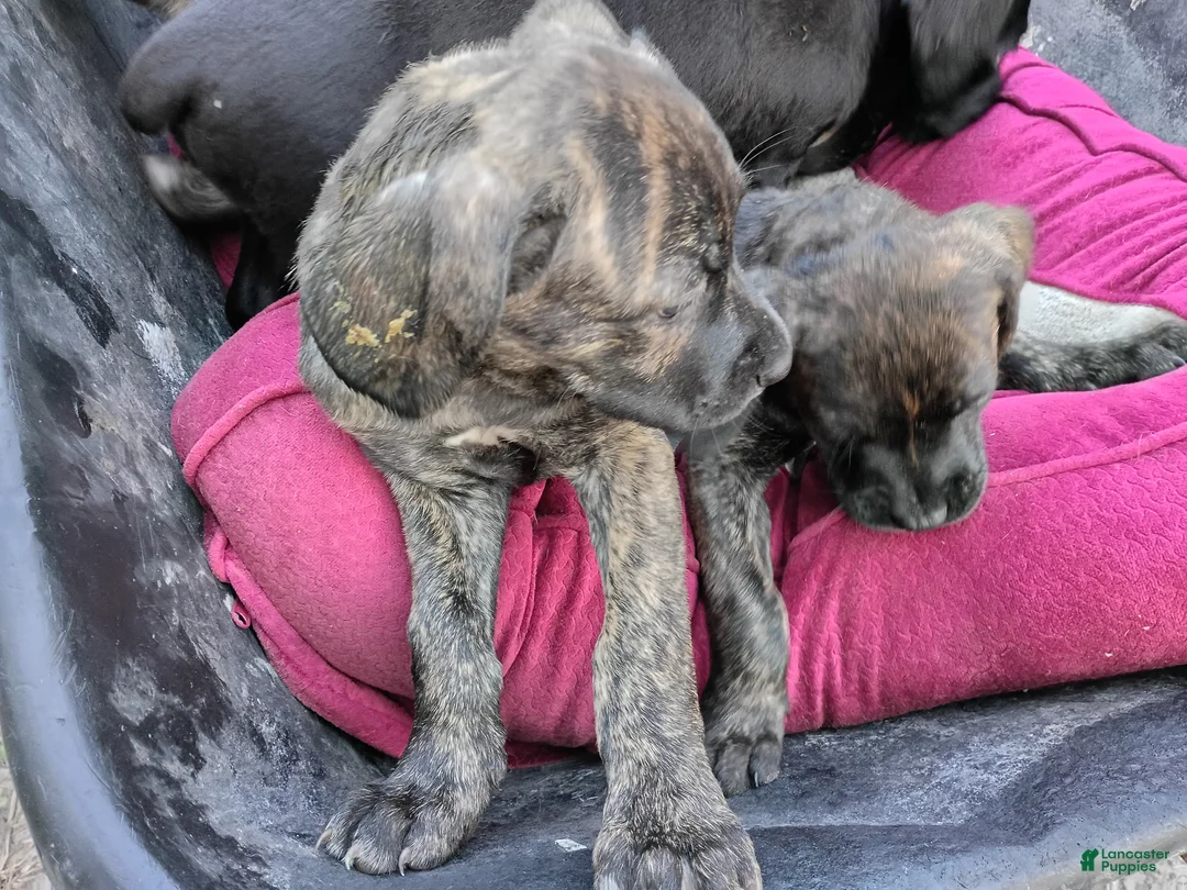 Cane Corso dogs for sale: Cane Corso Puppy 1 - Ad 25