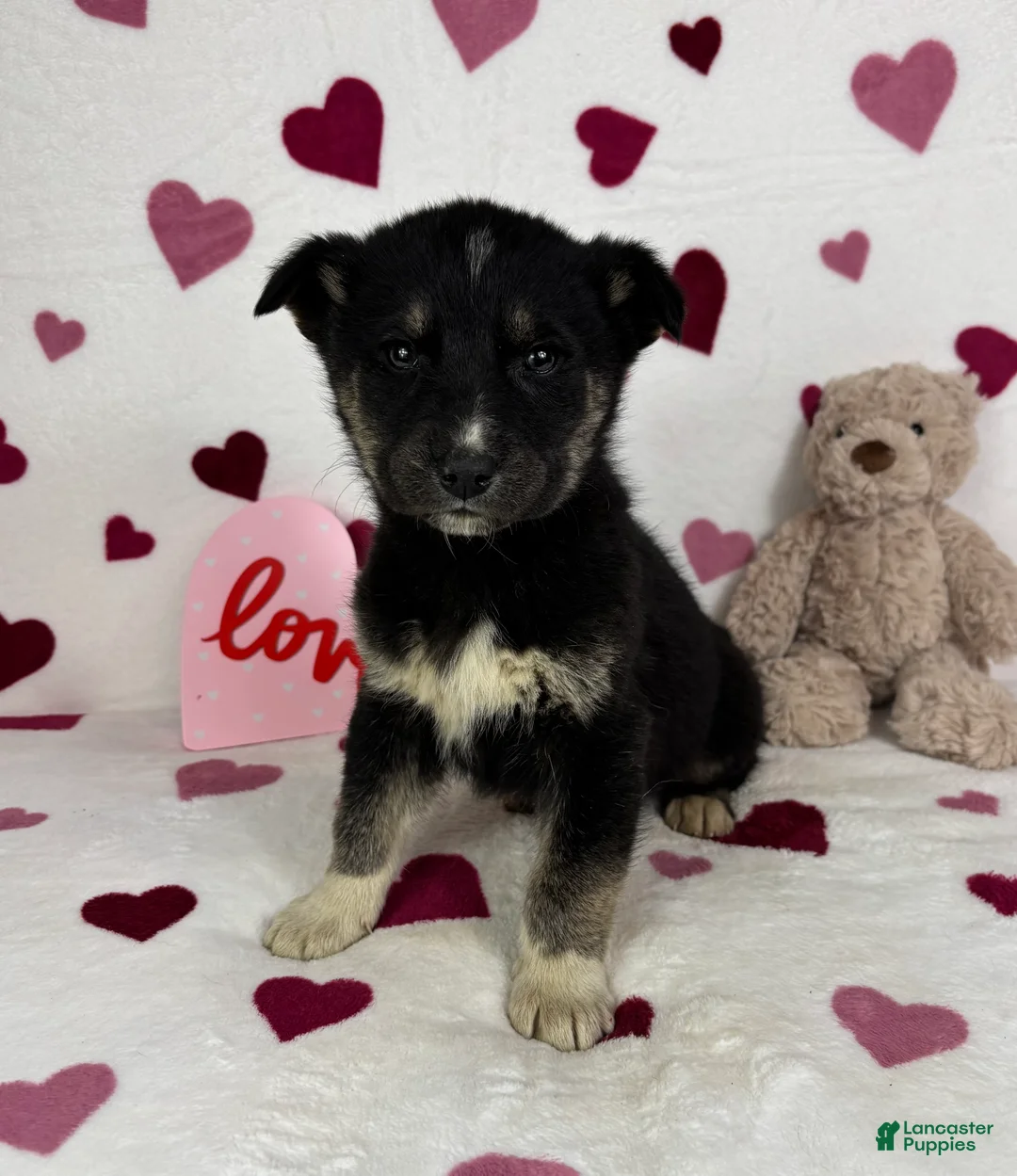 Mixed Breed dogs for sale: Charlie - Ad 3