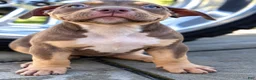 American Bully dogs for sale: American Bully 10 - Ad 2