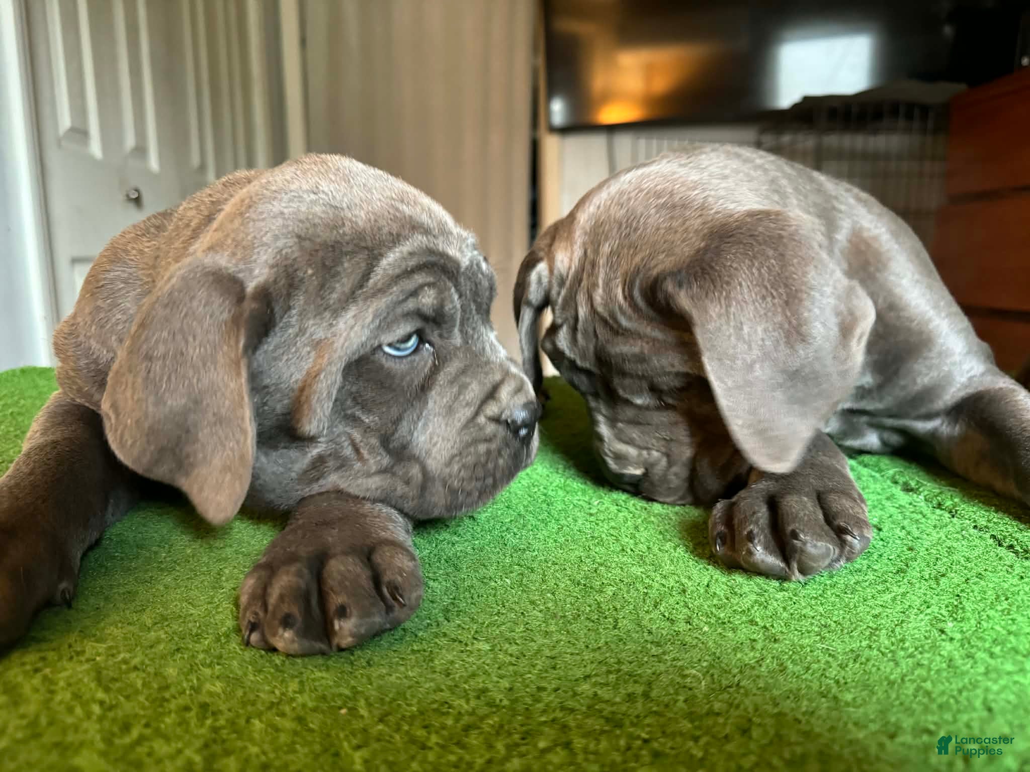 Cane Corso dogs Cane Corso Puppy 2 - Ad 9