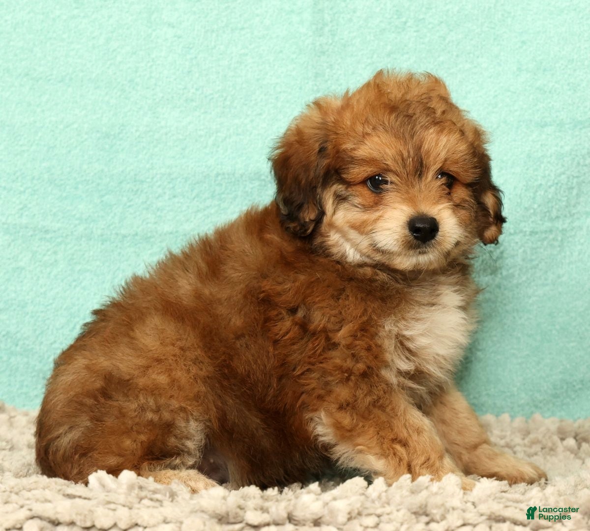 Mini Aussiedoodle dogs Moe - Ad 2