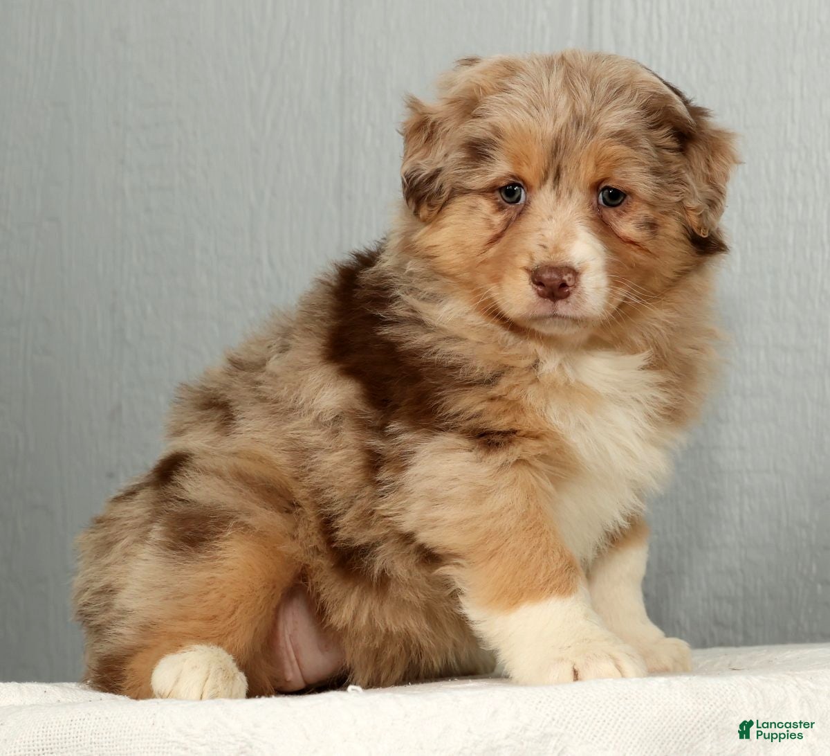 Australian Shepherd dogs Fern - Ad 4