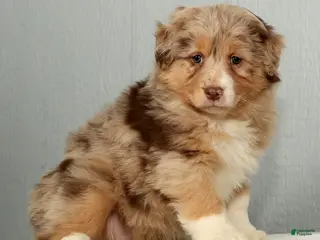 Australian Shepherd dogs Fern - Ad 4