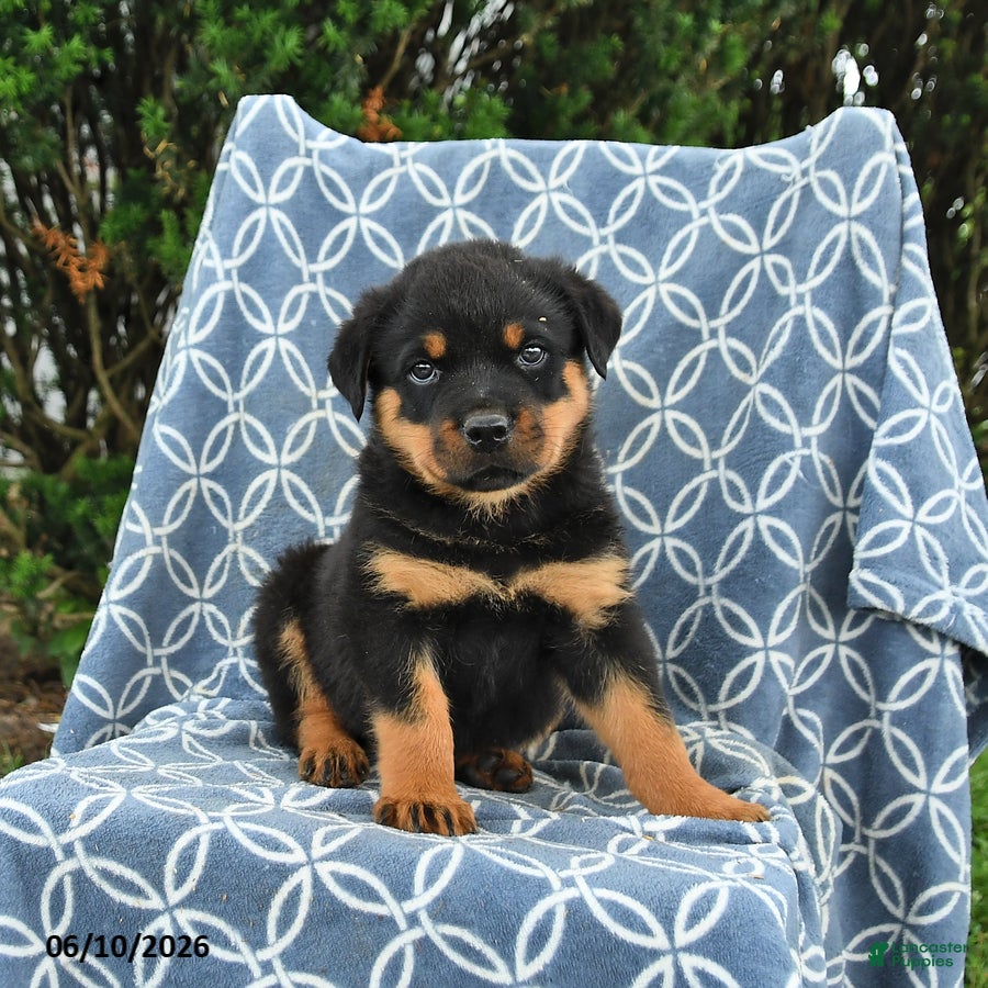 Rottweiler dogs Moose - Ad 2
