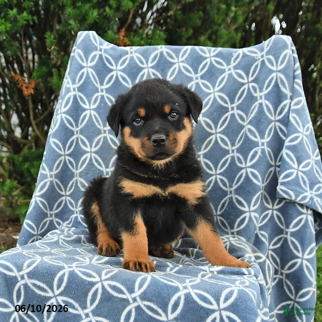 Rottweiler dogs for sale: Moose - Ad 2