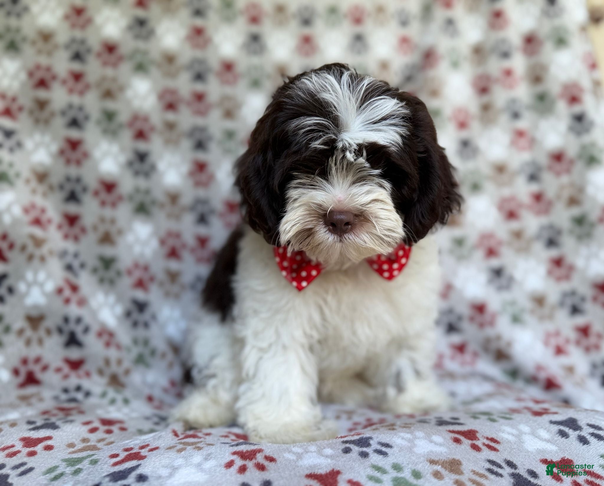 Shihpoo dogs Asher - Ad 2