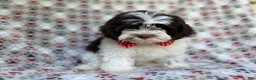 Shihpoo dogs for sale: Asher - Ad 1