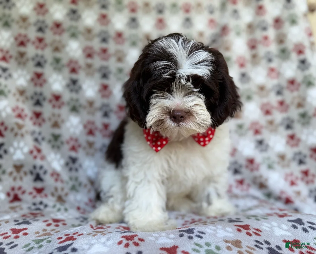 Shihpoo dogs for sale: Asher - Ad 1