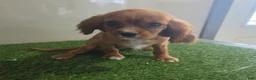 Cavalier King Charles Spaniel dogs for sale: Chloe - Ad 6