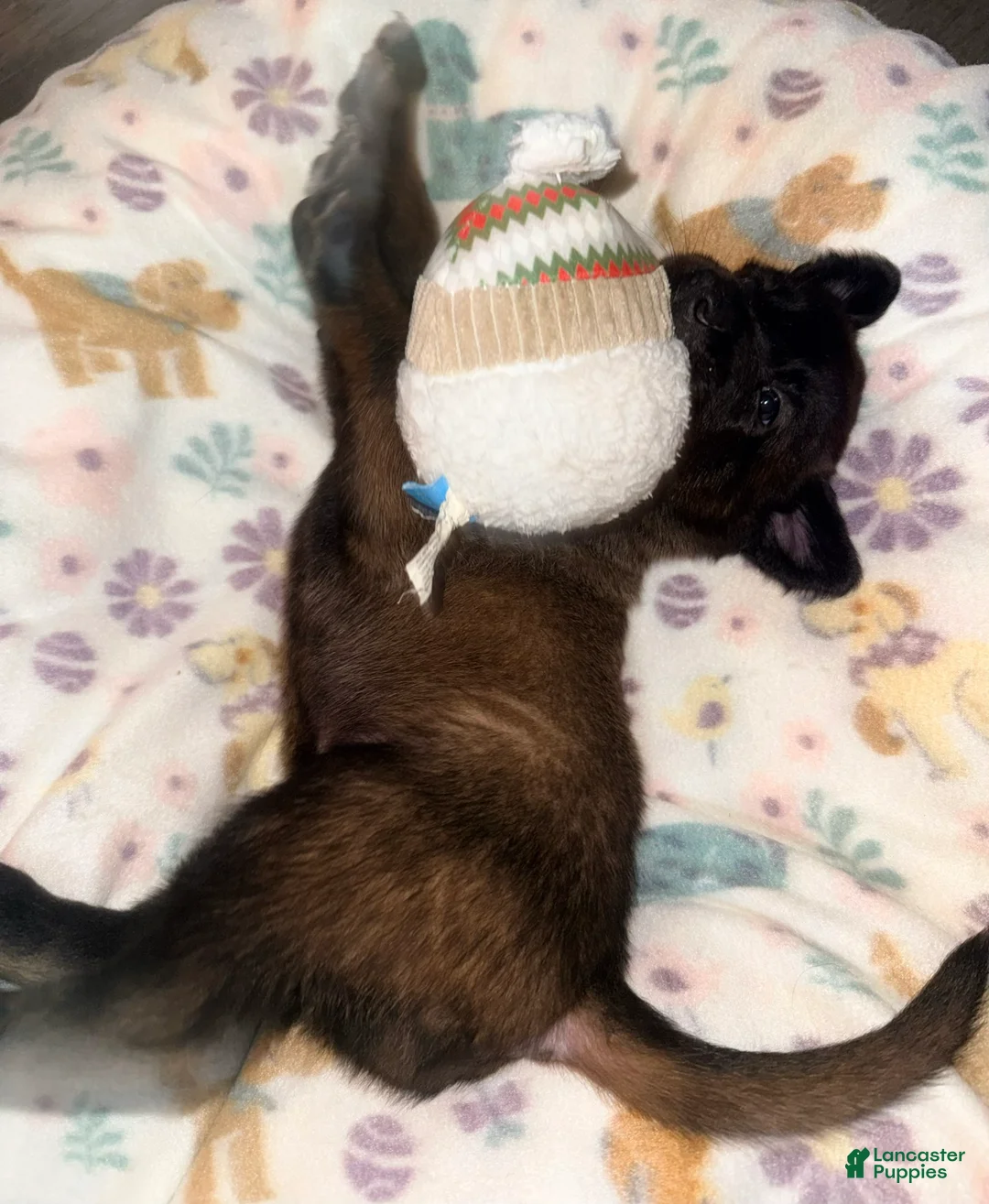 Belgian Malinois dogs for sale: Belgian Malinois - Gray Collar - Ad 2