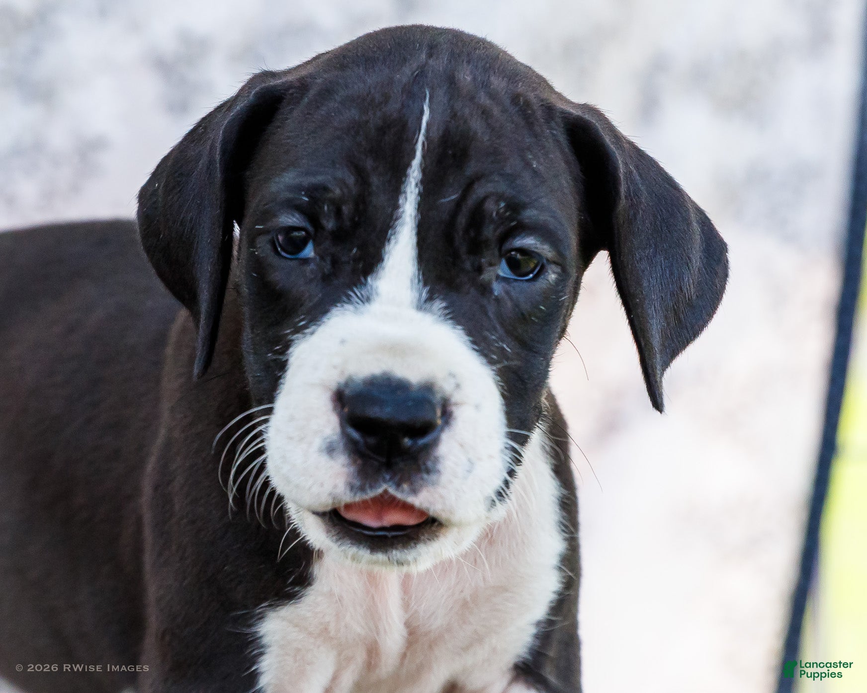 Great Dane dogs Faye - Ad 2