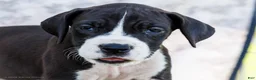 Great Dane dogs for sale: Faye - Ad 2