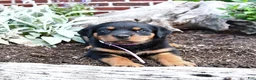 Rottweiler dogs for sale: Birdie - Ad 3
