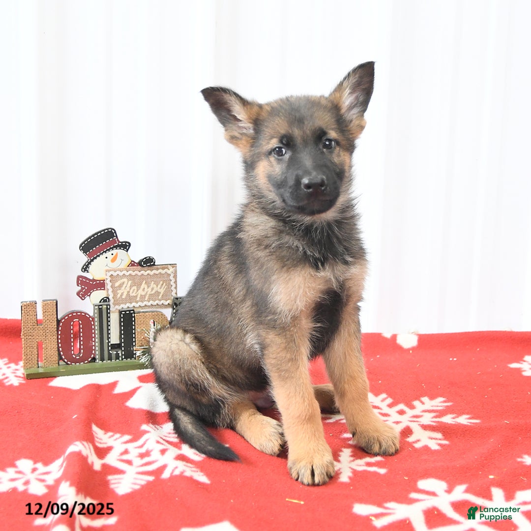 German Shepherd dogs for sale: Logo - Ad 4