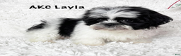 Shih Tzu dogs for sale: Layla - Ad 5