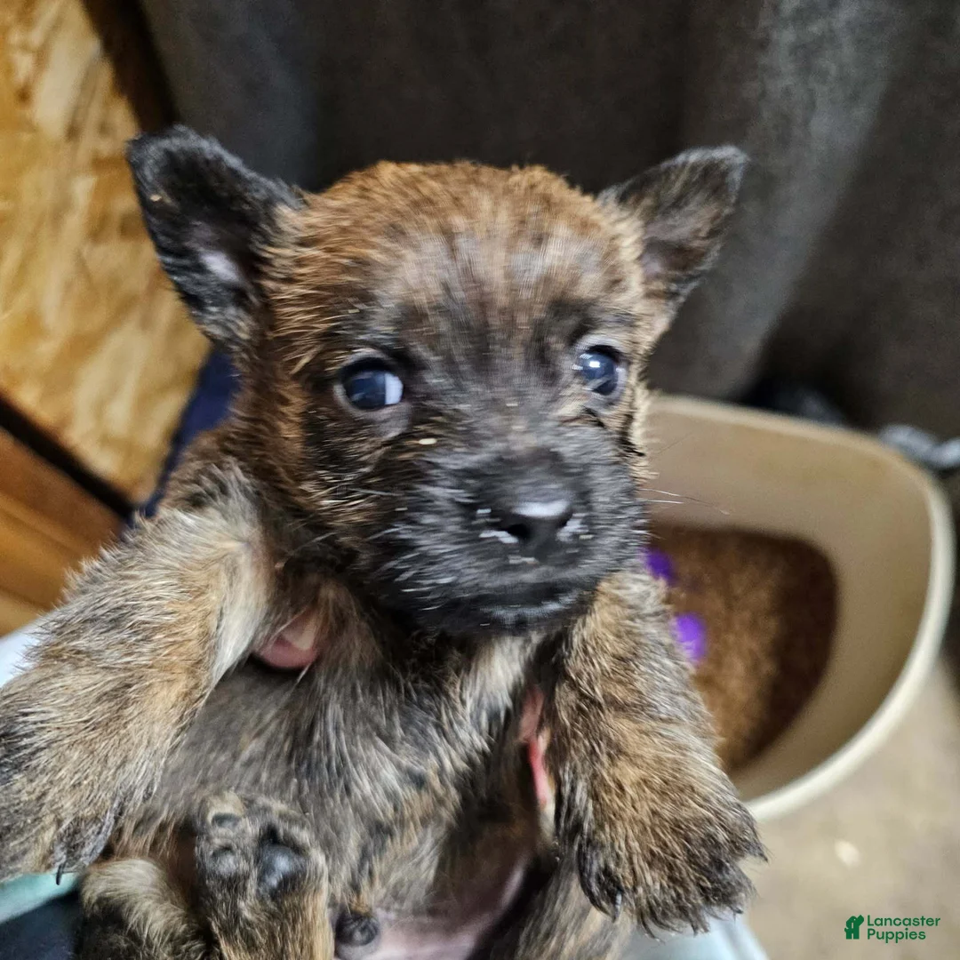 Cairn Terrier dogs for sale: Runt - Ad 1