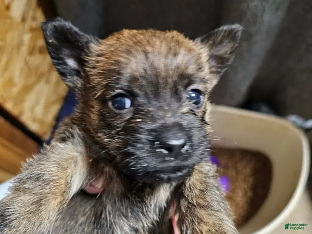 Cairn Terrier dogs for sale: Runt - Ad 27