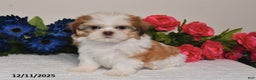 Shih Tzu dogs for sale: Jodi - Ad 5