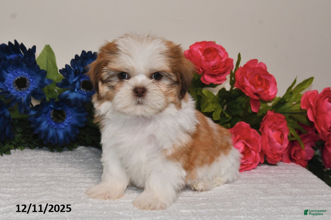 Shih Tzu dogs for sale: Jodi - Ad 5