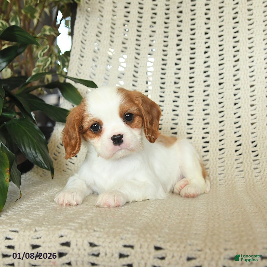 Cavalier King Charles Spaniel dogs for sale: Copper - Ad 2