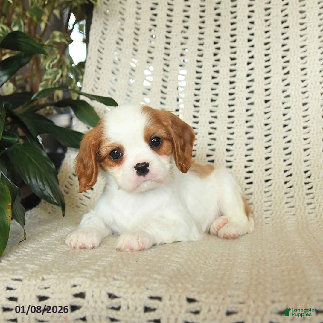 Cavalier King Charles Spaniel dogs for sale: Copper - Ad 1