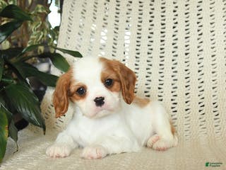 Cavalier King Charles Spaniel dogs Copper - Ad 13