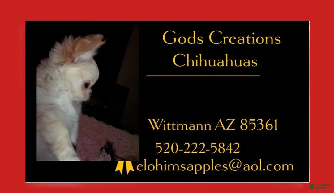 Chihuahua dogs for sale: Pending P/ U Baby Ruth LC Female  - Ad 1