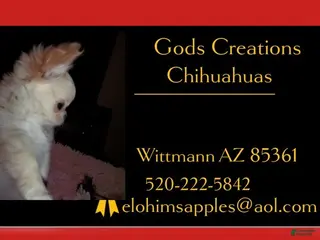 Chihuahua dogs Pending P/ U Baby Ruth LC Female - Ad 7