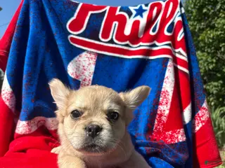 French Bulldog dogs Samson - Ad 25