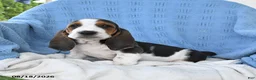 Basset Hound dogs for sale: Chuck - Ad 5