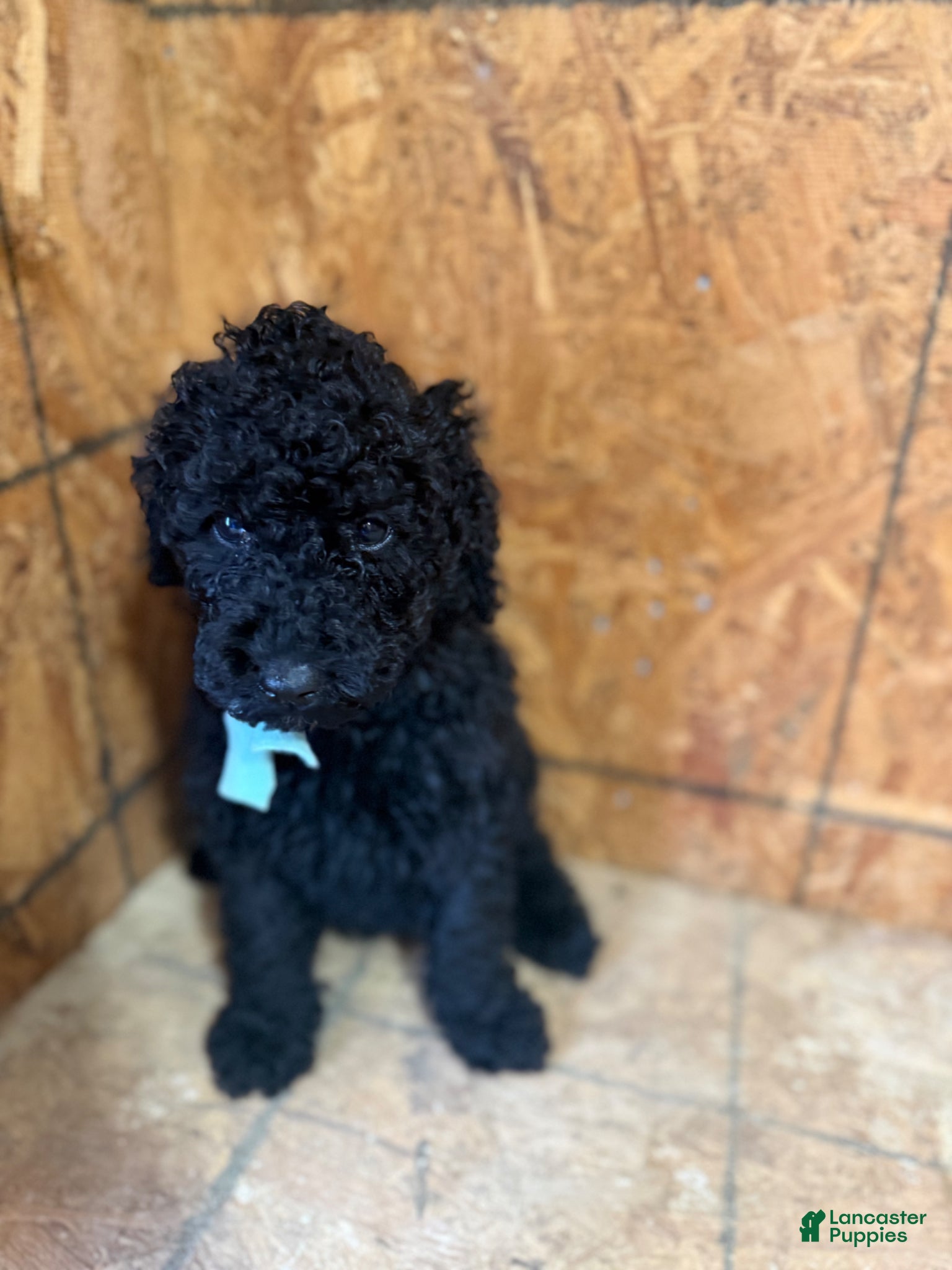 Standard Poodle dogs Blue boy - Ad 2