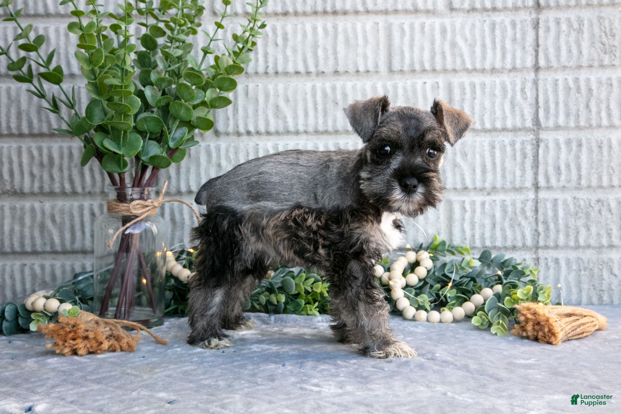 Miniature Schnauzer dogs May - Ad 2