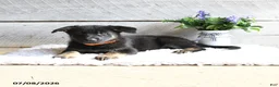 German Shepherd dogs for sale: Freya - Ad 3