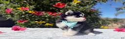Pomsky dogs for sale: Eclipse - Ad 9