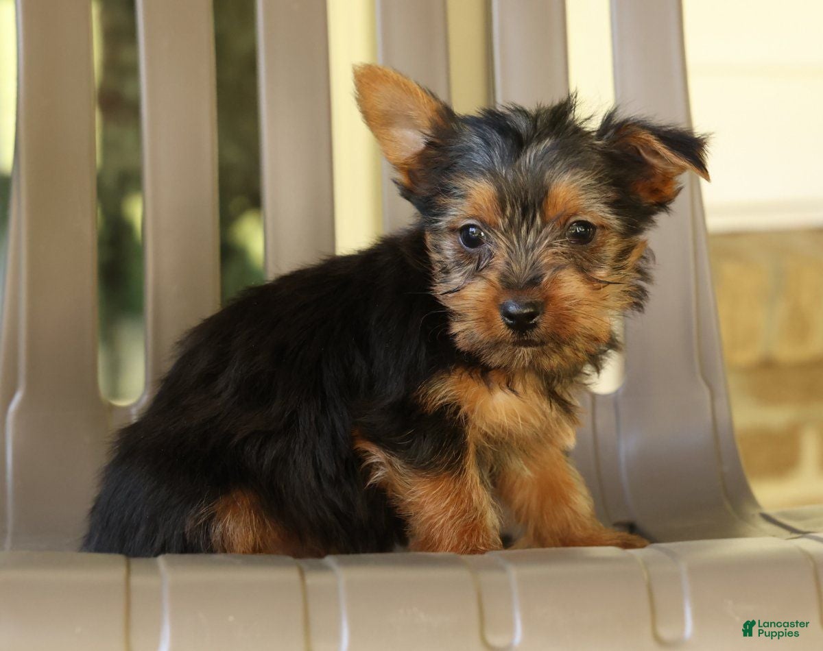 Yorkshire Terrier dogs Davy - Ad 1