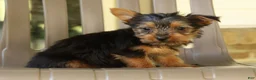 Yorkshire Terrier dogs for sale: Davy - Ad 1