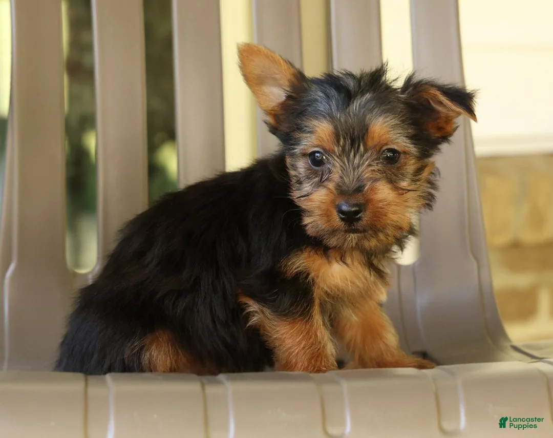 Yorkshire Terrier dogs for sale: Davy - Ad 1