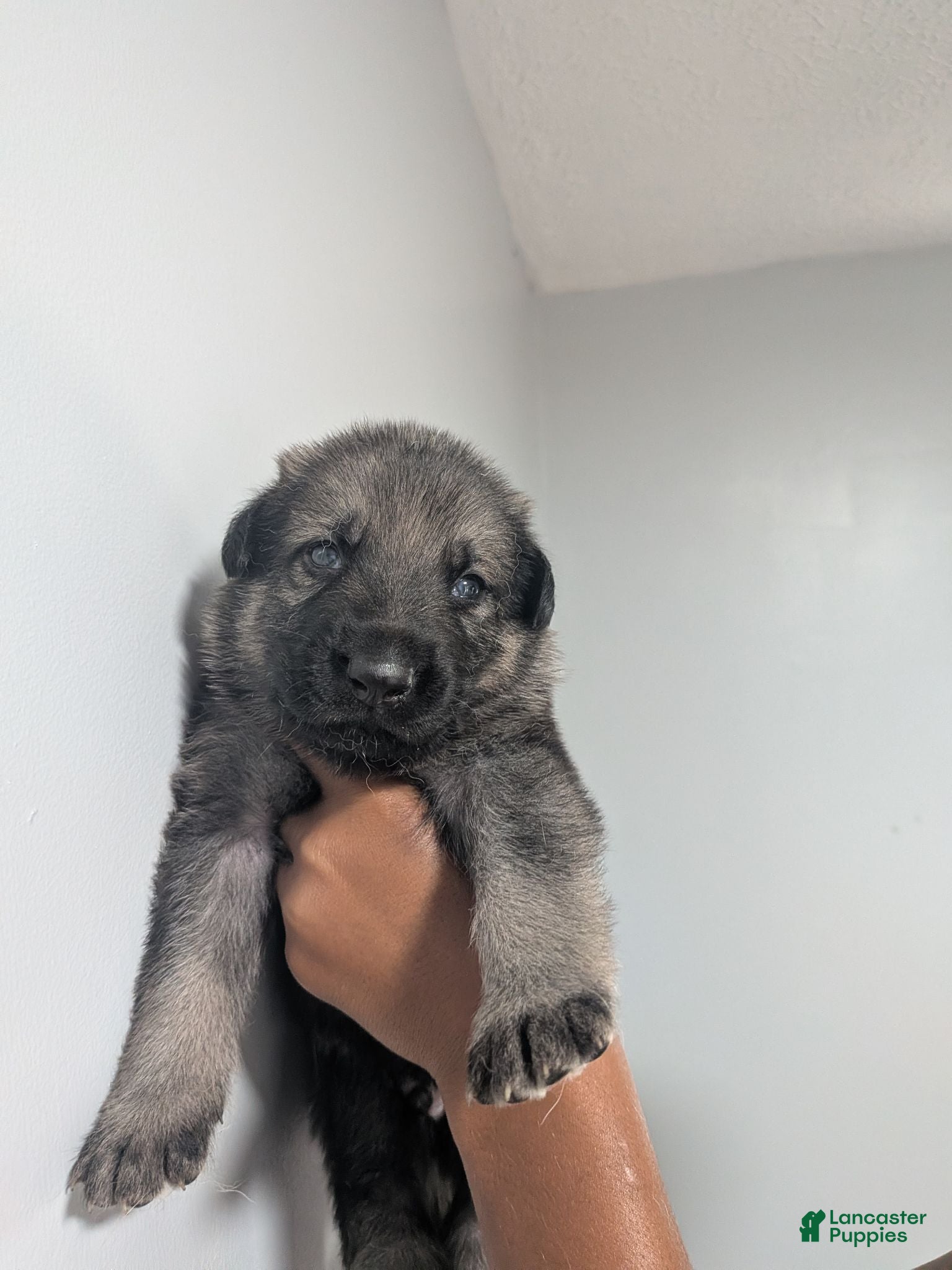 German Shepherd dogs German Shepherd 3 - Ad 1