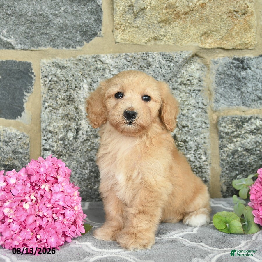 Maltipoo dogs Ember  - Ad 1