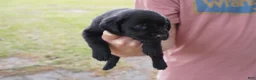 Labrador Retriever dogs for sale: Labrador Retriever Puppy 3 - Ad 1