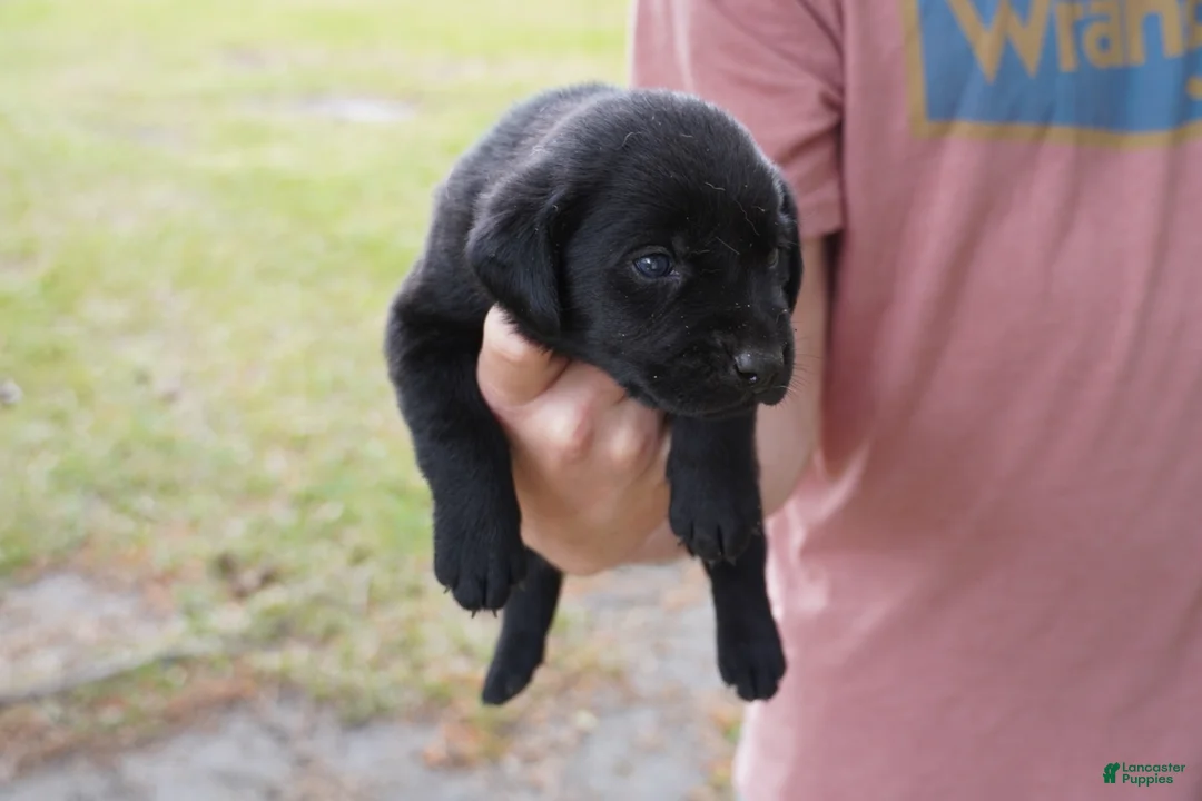 Labrador Retriever dogs for sale: Labrador Retriever Puppy 3 - Ad 1