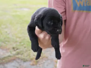 Labrador Retriever dogs Labrador Retriever Puppy 3 - Ad 30