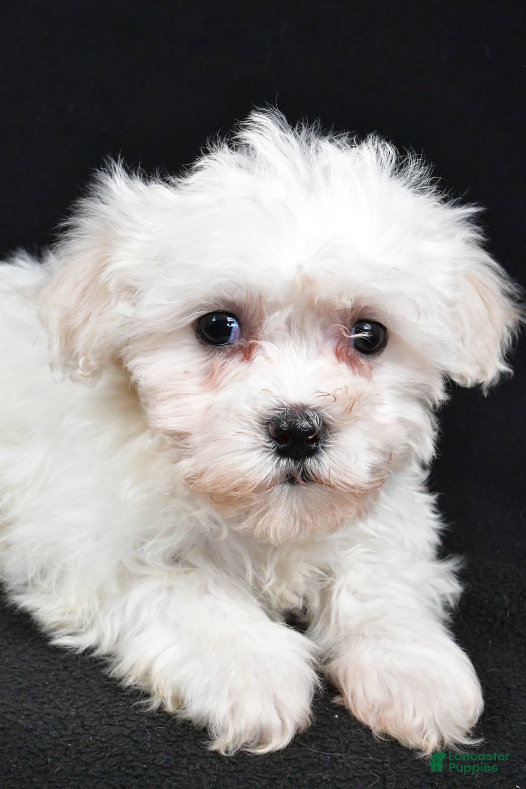 Teddy Bear dogs for sale: Cloe - Ad 7